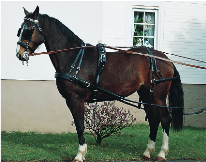 Driving harness Exklusiv Double-in-hand
